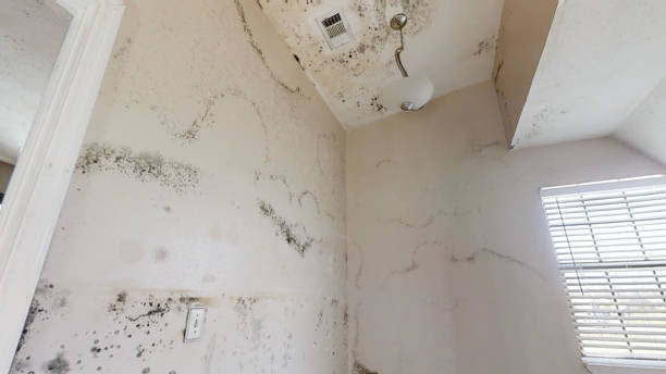 Best Commercial Mold Inspection  in Kimball, TN