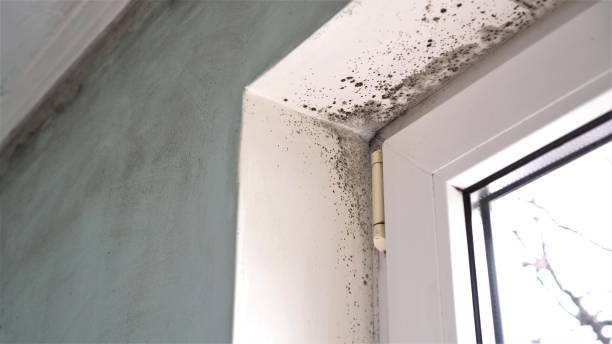 Best Mold Prevention Services  in Kimball, TN