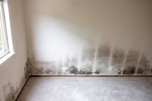 Best Biohazard Mold Removal  in Kimball, TN